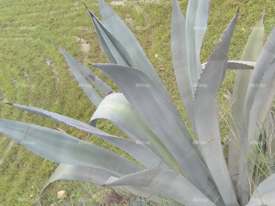 The raw material of "Takila" you have made wine so order my phone no. +917477080766.