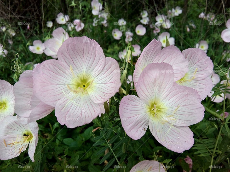 Evening Primrose