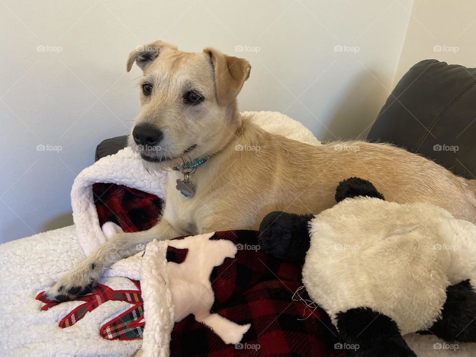 Dog piled up in a cozy nest