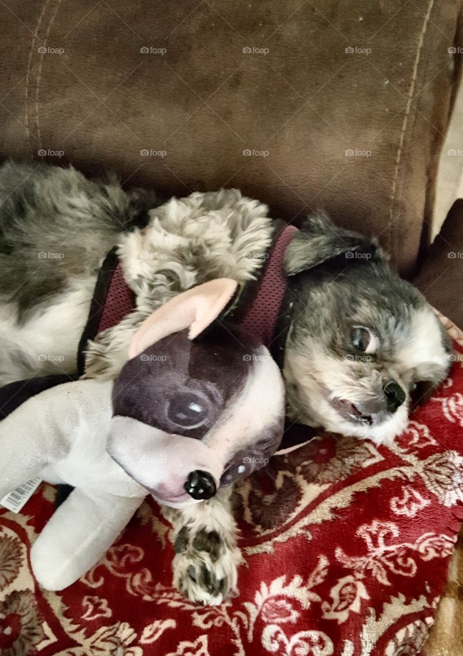 Gizzy with her toy pup