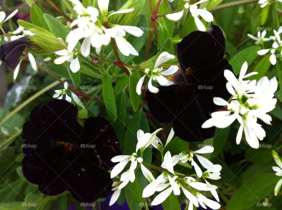 Black pansy Svarta penséer