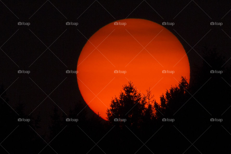 Red sunset - tree silhouettes 