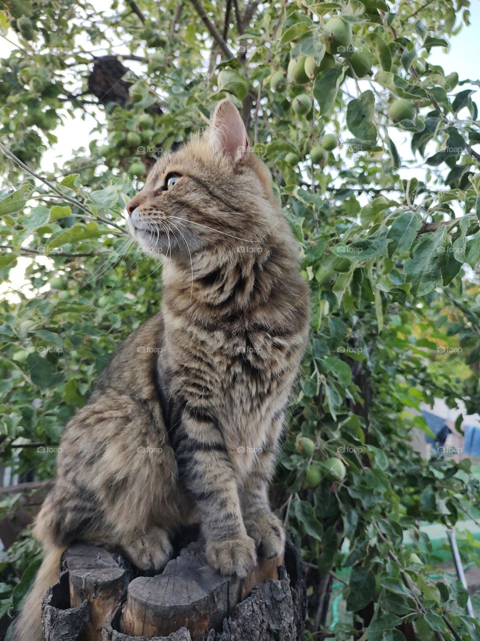 cat, norwegian forest, cat on a tree