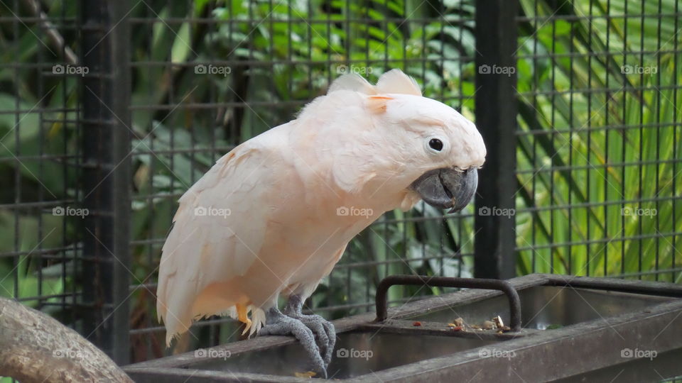 exotic bird, cockatoo