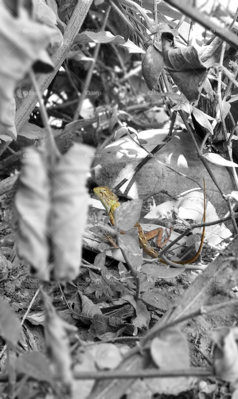 As you can see it is a lizard.. With the photo effect of b/w mode.