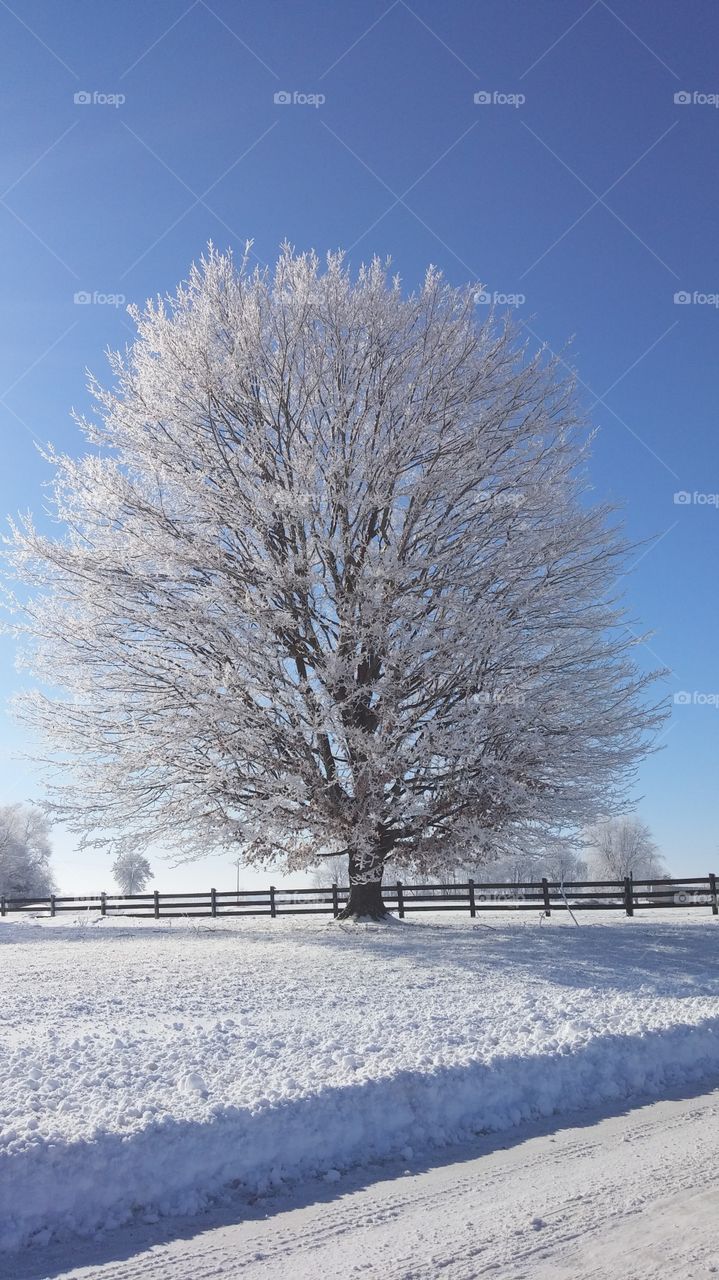 snow cover tree
