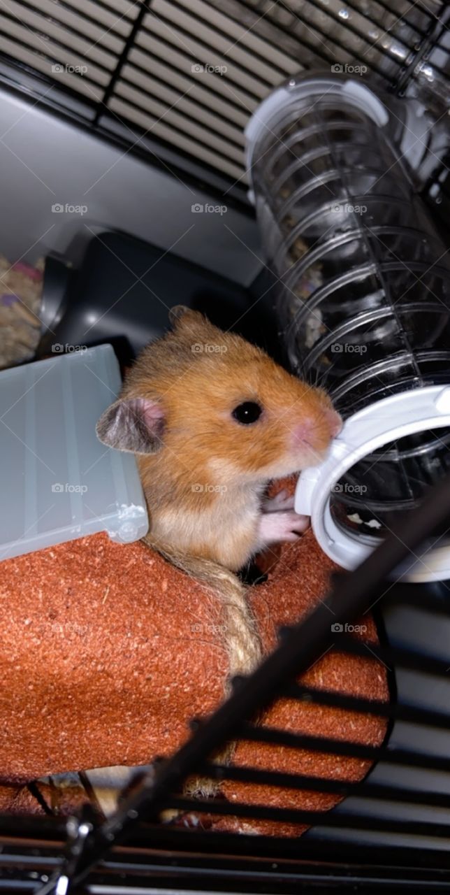 Darling Jeemi - our wee hamster that passed away last year. We miss you loads Jeemi ❤️