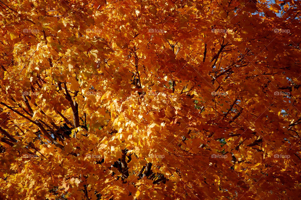 nature outdoors colors tree by refocusphoto