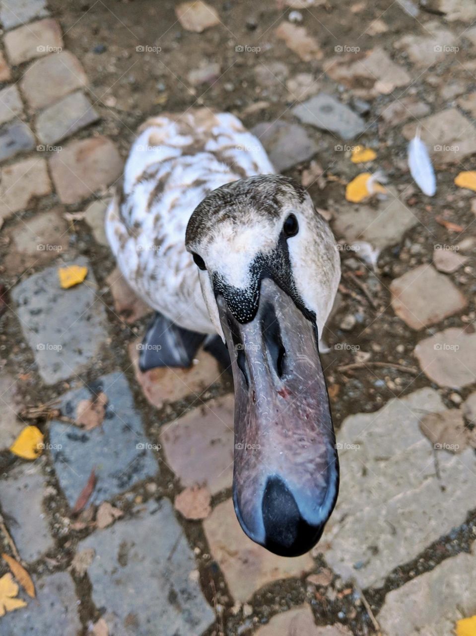 curious swan