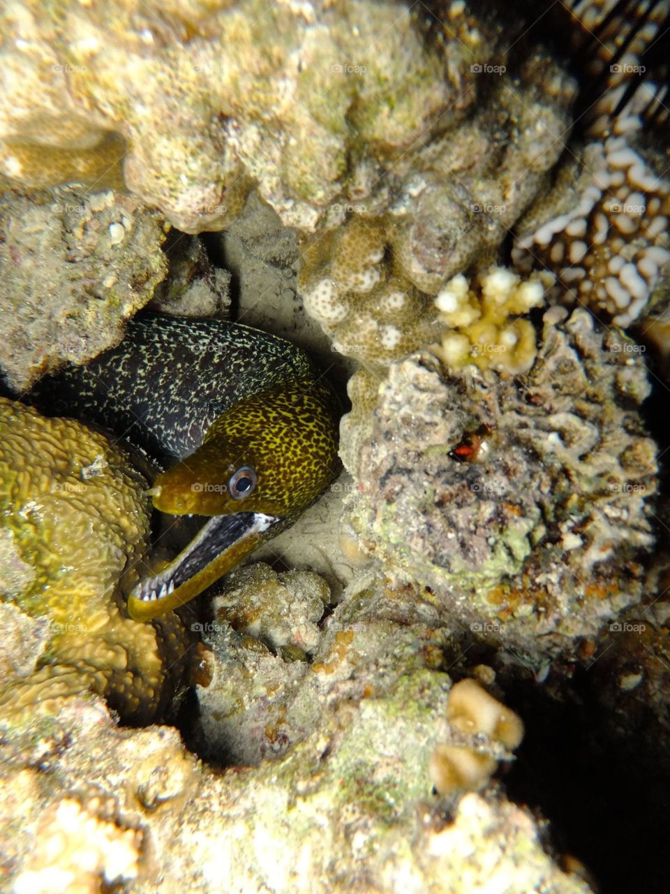 Moray Eel 