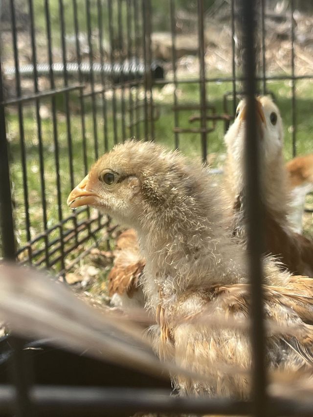 Chickens 🐓