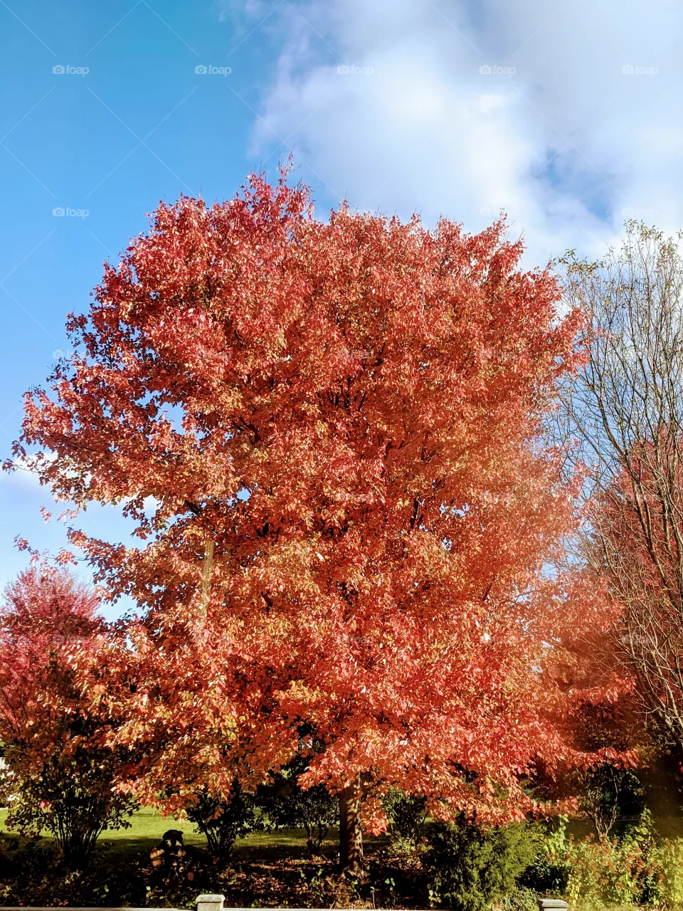 Beautiful Autumn 💐 Every leaves looks like beautiful flowers and spreads the beauty of the colourful season " Autumn " ❤️❤️❤️