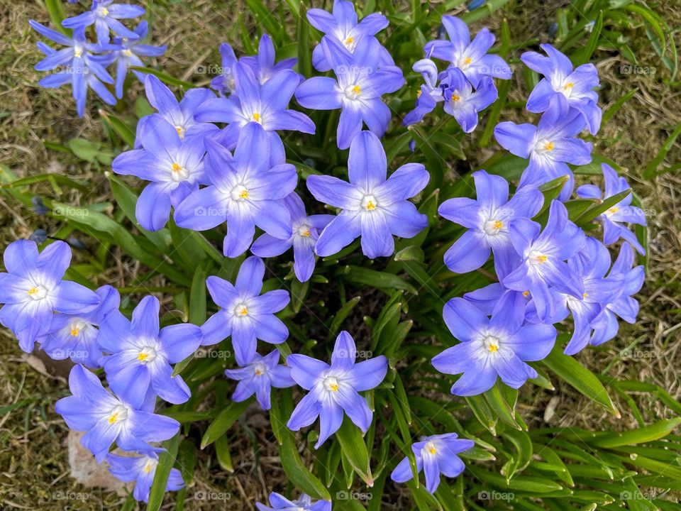 Close up of spring time bright blue lilac blooming Scilla luciliae glory-of-the-snow flowers plant