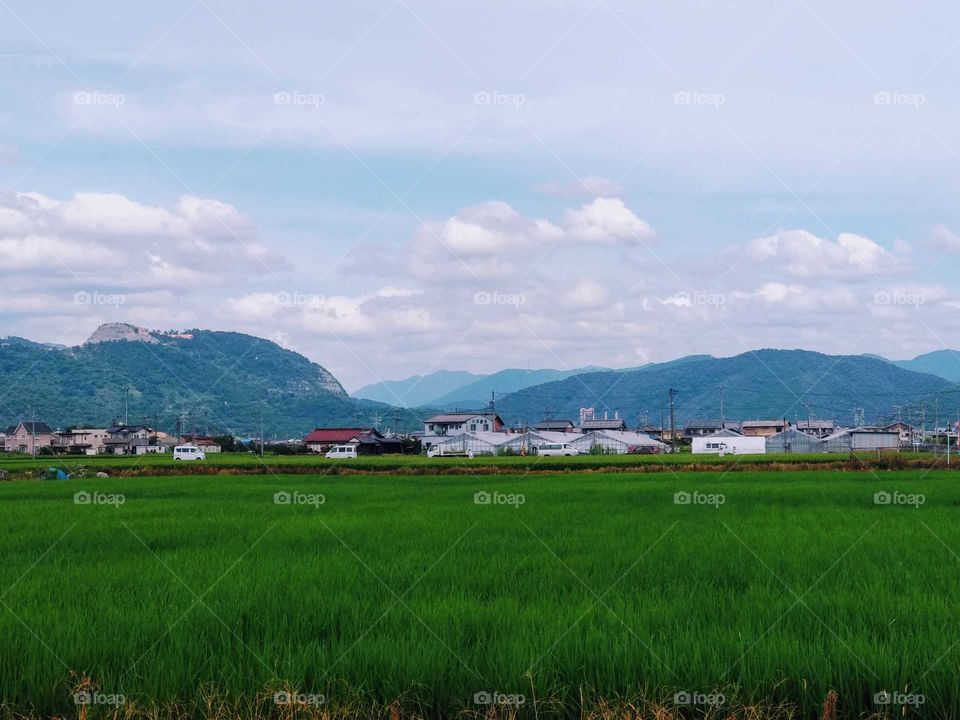 A Lanscape Of Green Farm