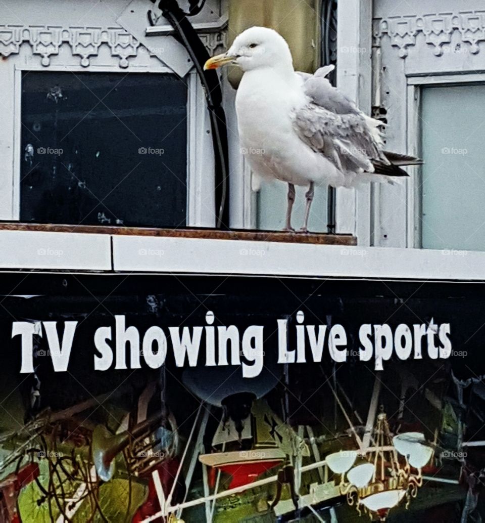 Seagull. Littlehampton. UK...