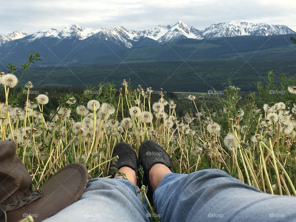 My point of view; lying down in an alpine meadow full of fluffy dandelions and overlooking a meadow toward the spectacular Snowcapped peaks of the Beautiful Canadian Rocky Mountains 