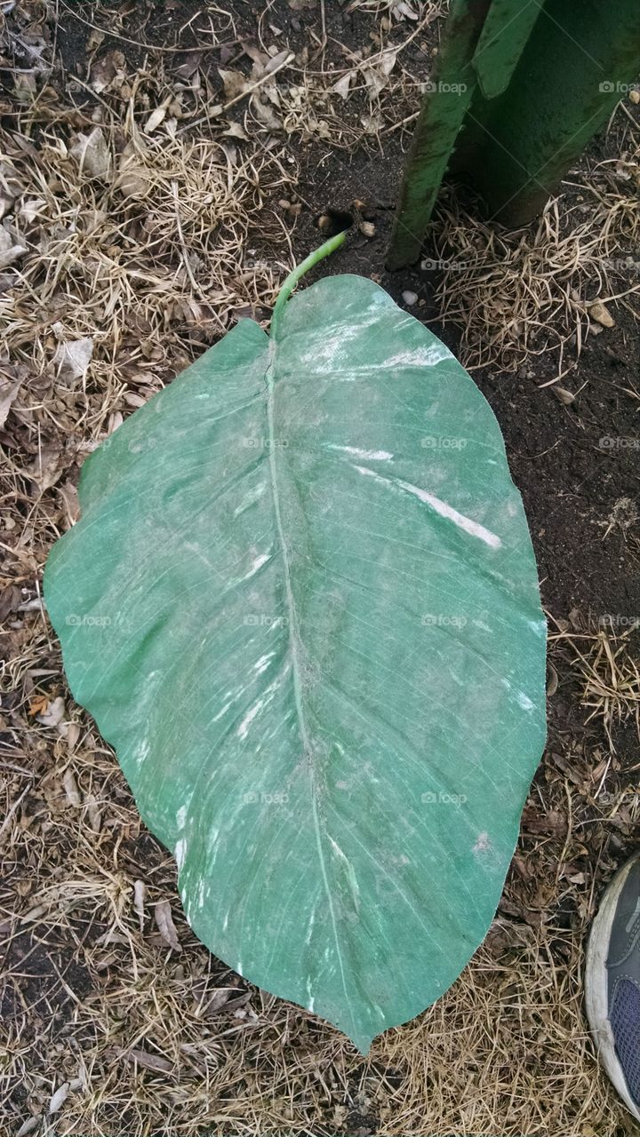 Leaf, No Person, Nature, Growth, Flora