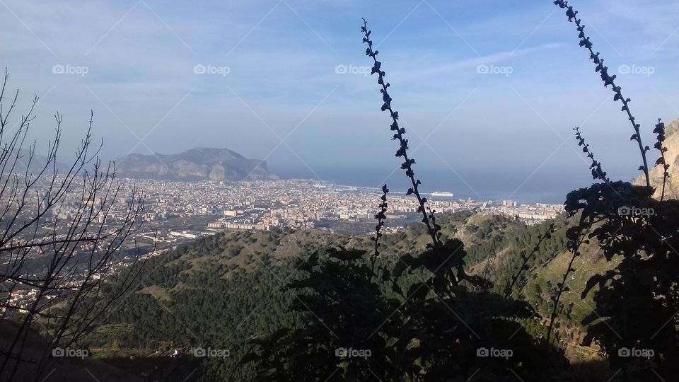In the foreground the outline of a plant seen closely. Behind a hill you can see the panorama of Sicily, in Italy. Next to the city opens the sea of ​​a color similar to the sky