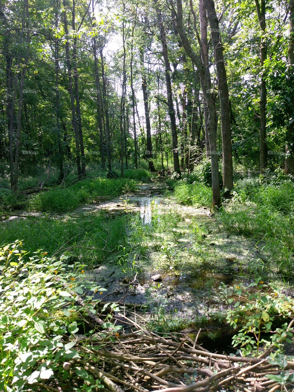 Pond In The Woods