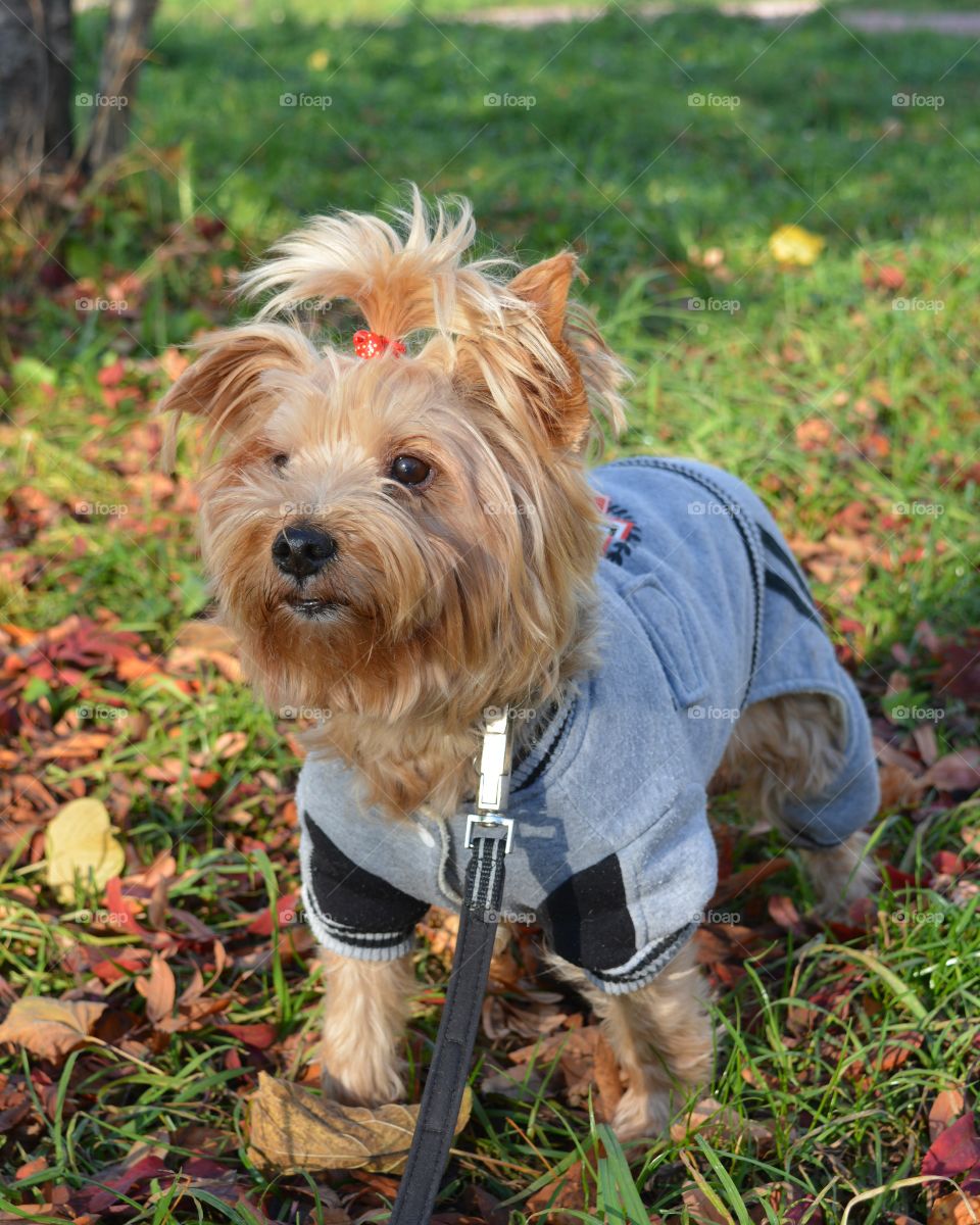 Dog, Little, Terrier, Mammal, Pet