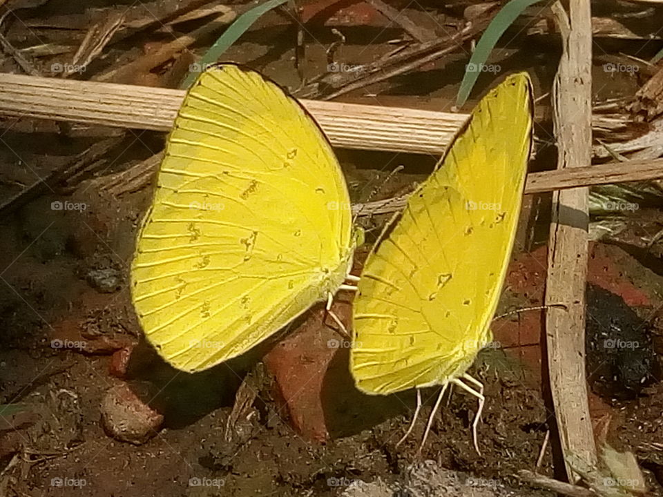 butterfly 2018-01-15 057 
#আমার_চোখে #আমার_গ্রাম #nature #butterfly #animalia #arthropoda #insecta #lepidoptera