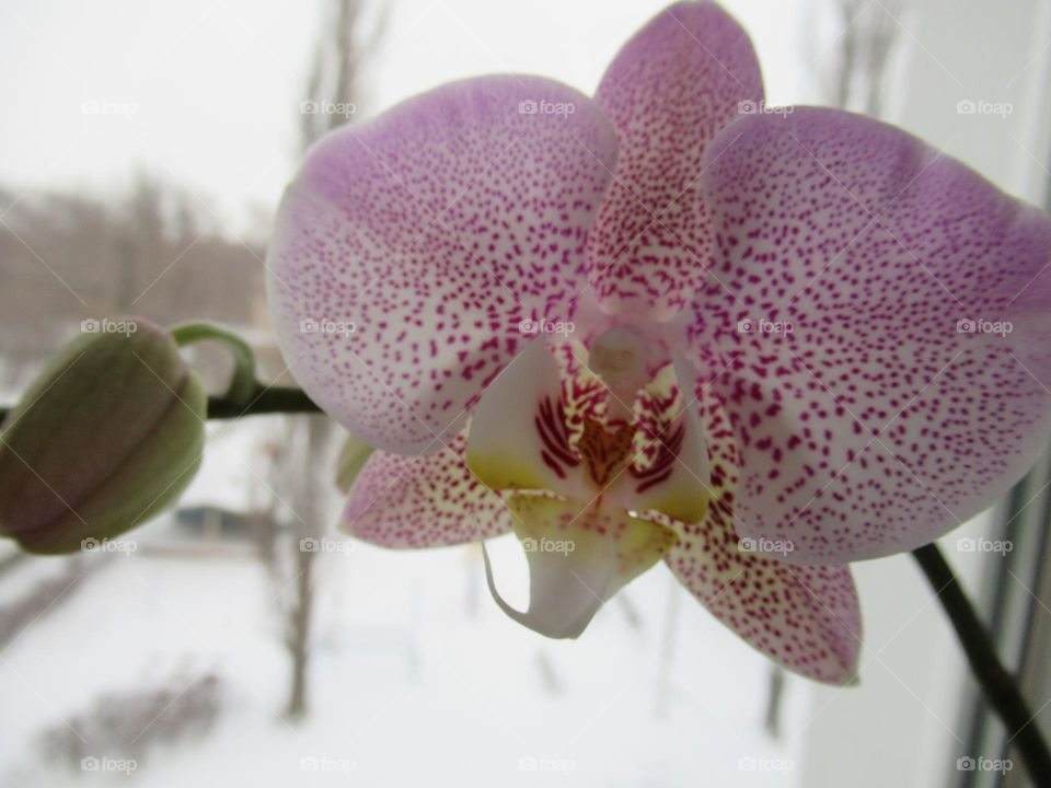 the orchid has blossomed