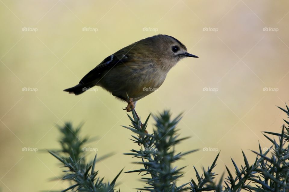 Goldcrest 