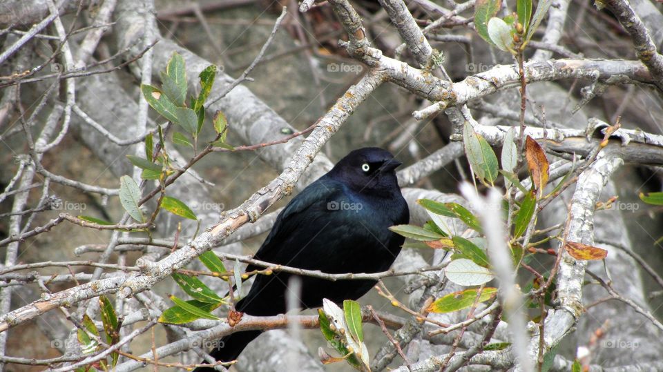 Bird perching on tree branch