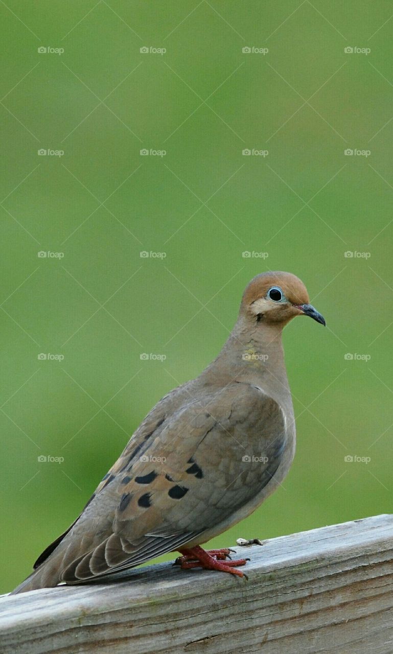 Mourning Dove