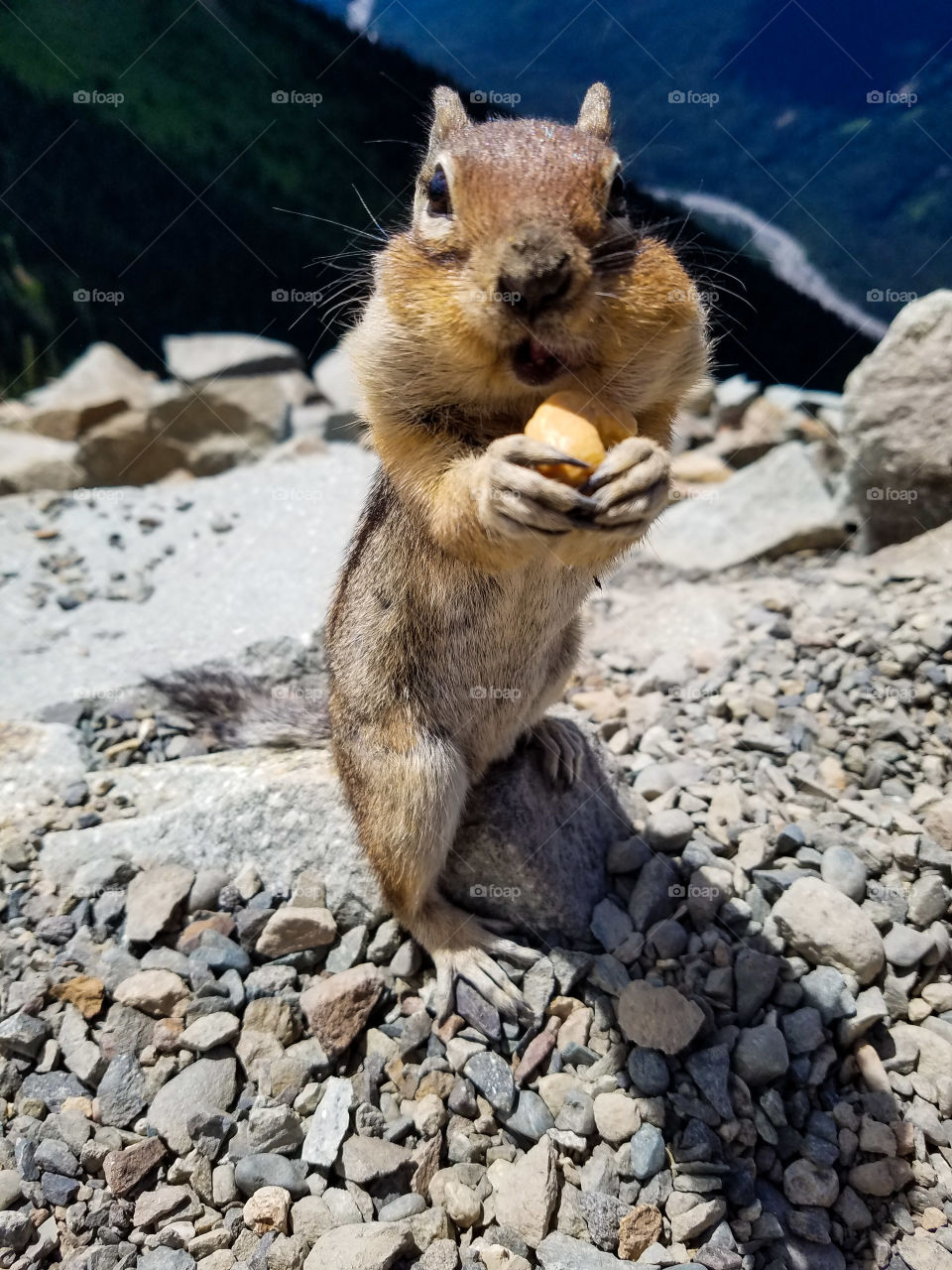 chipmunk meets cashew for a snack