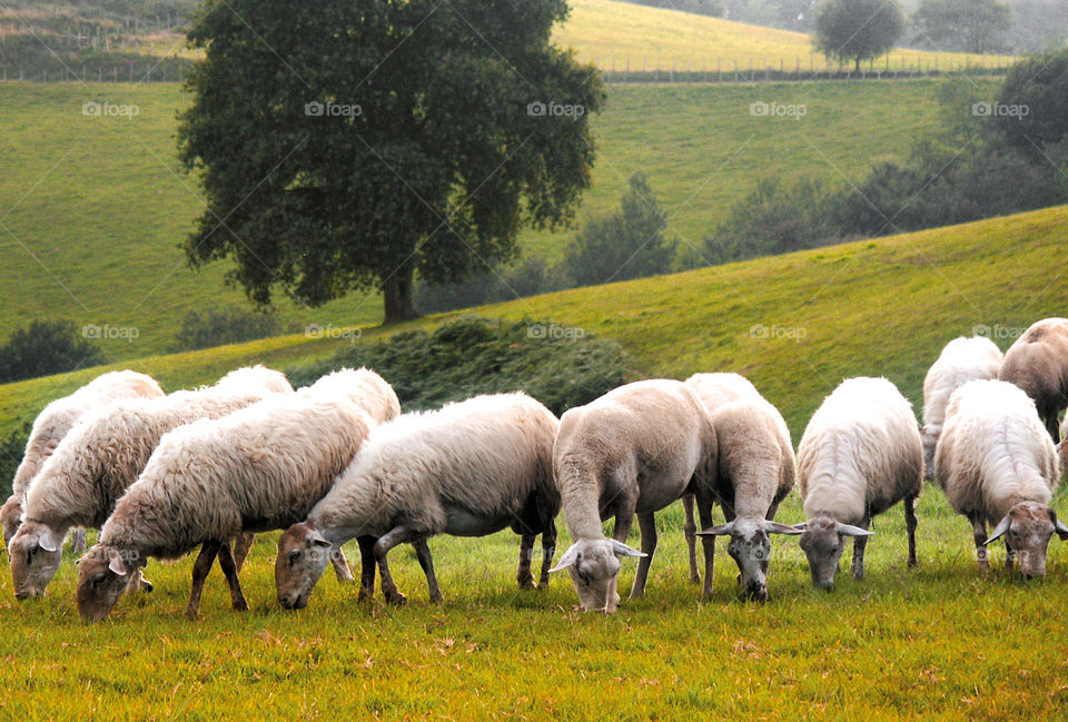 Pays basque 