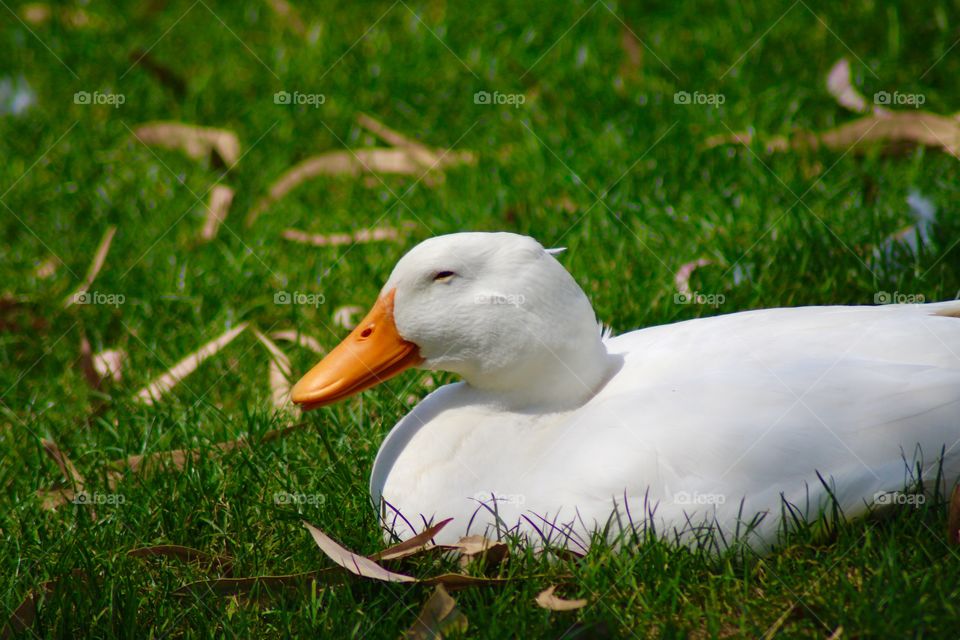 The White Duck