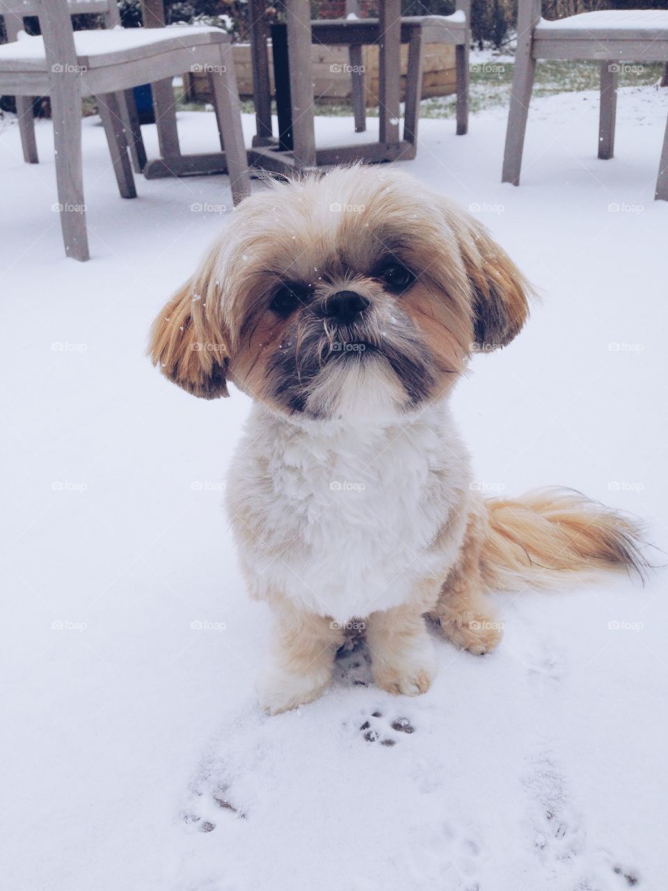 Pups first snow
