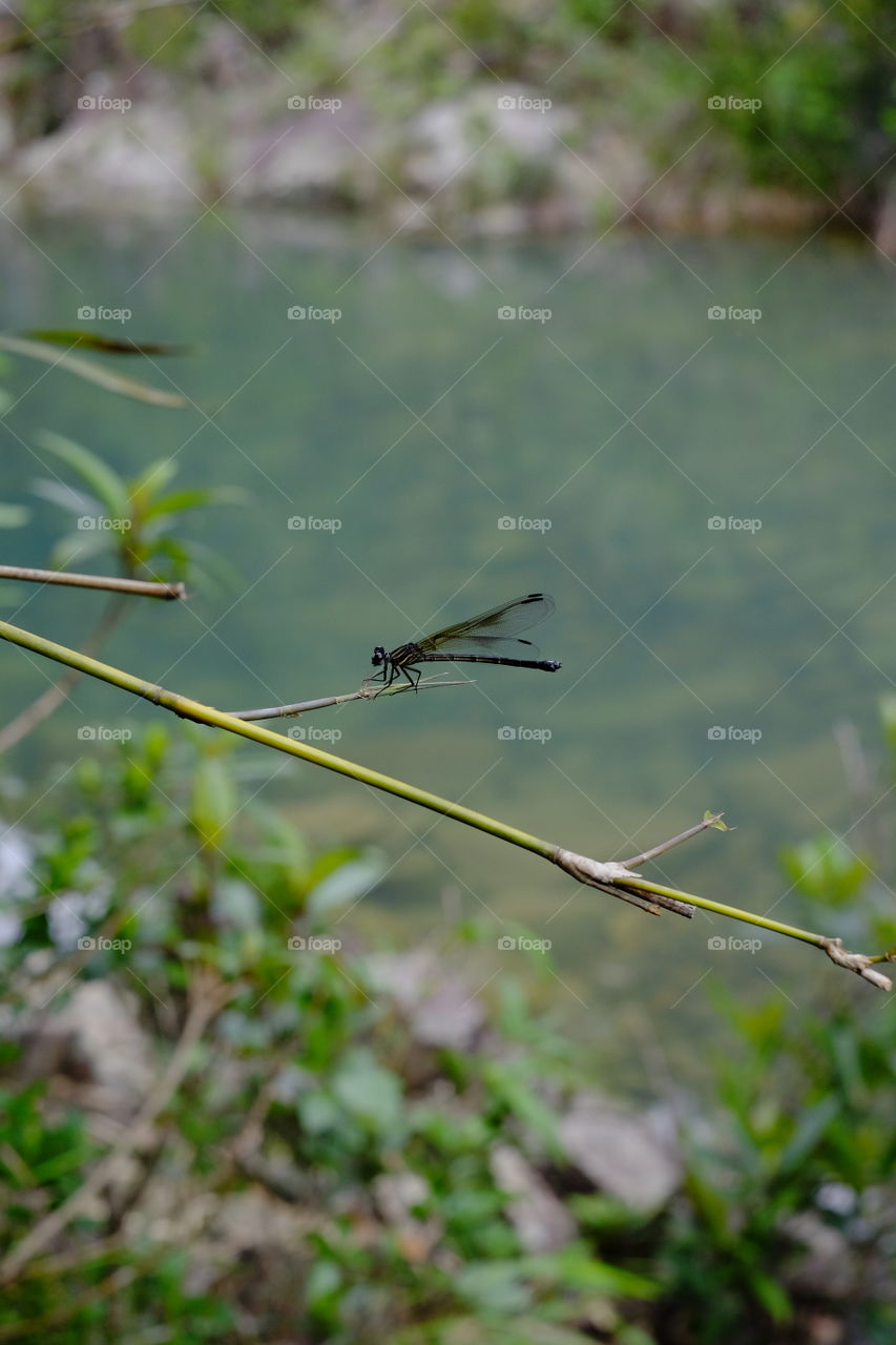 dragonfly in creek
