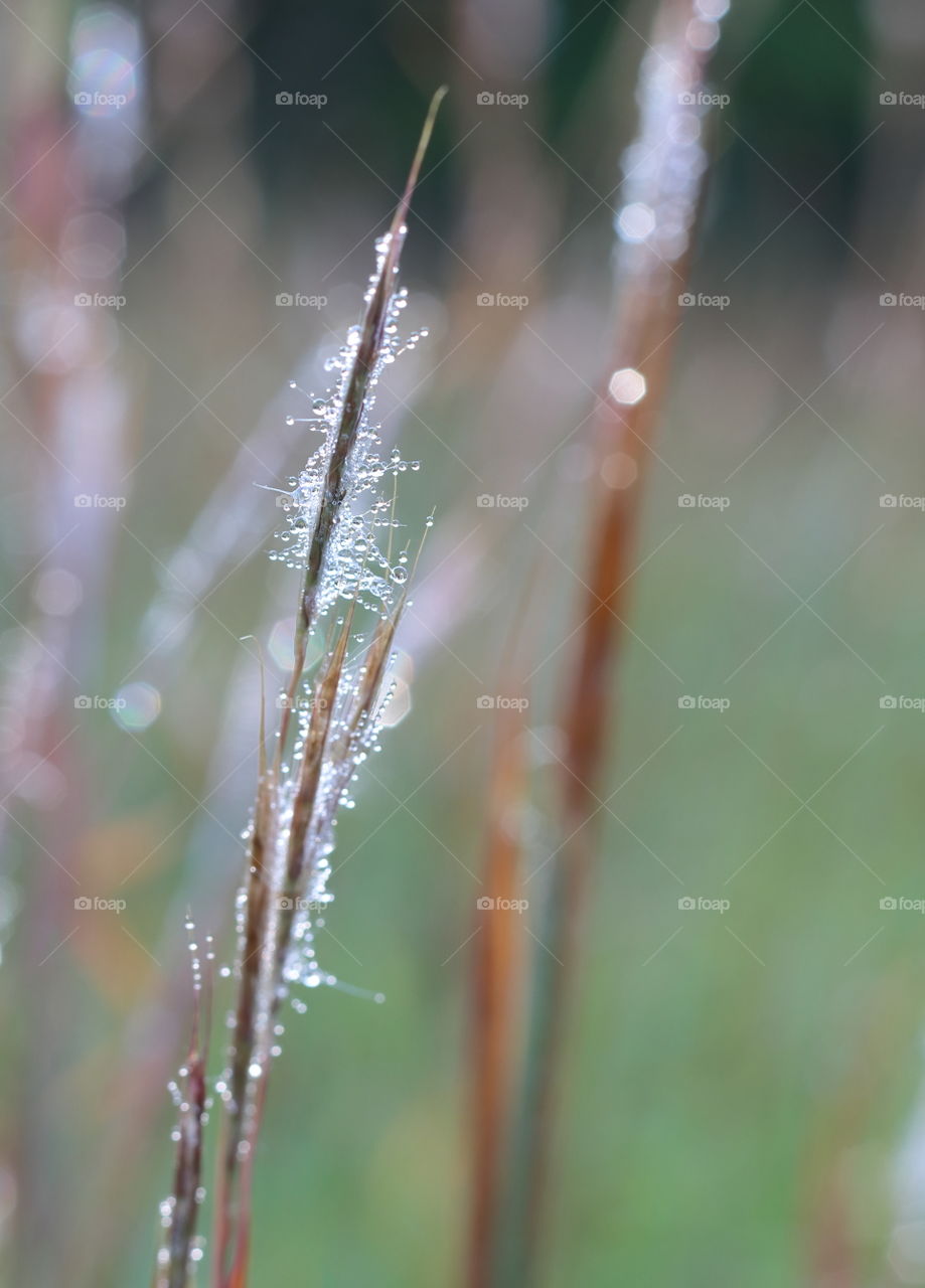 Tall autumn grass with morning dew