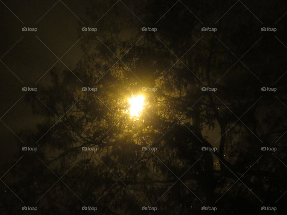 Bright Light in Tree at Night