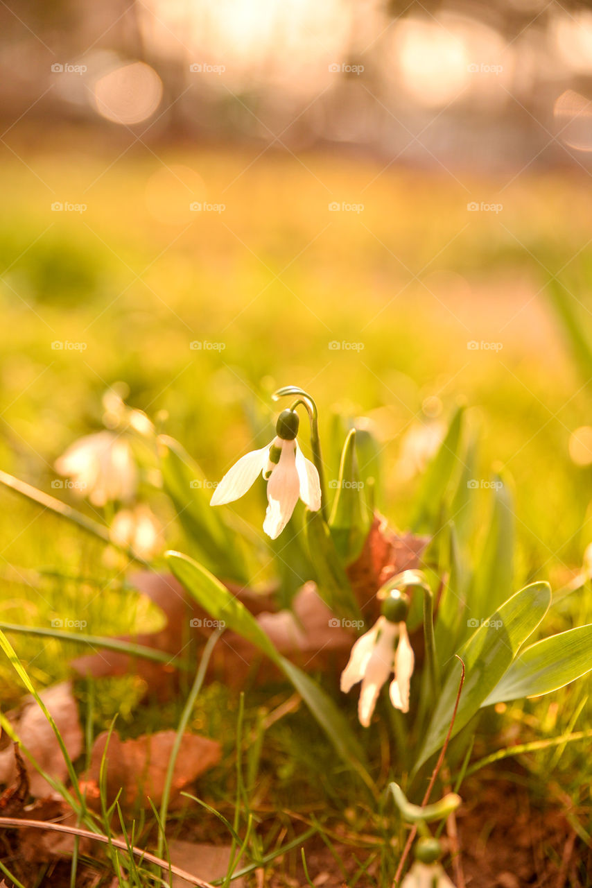 Snowdrops