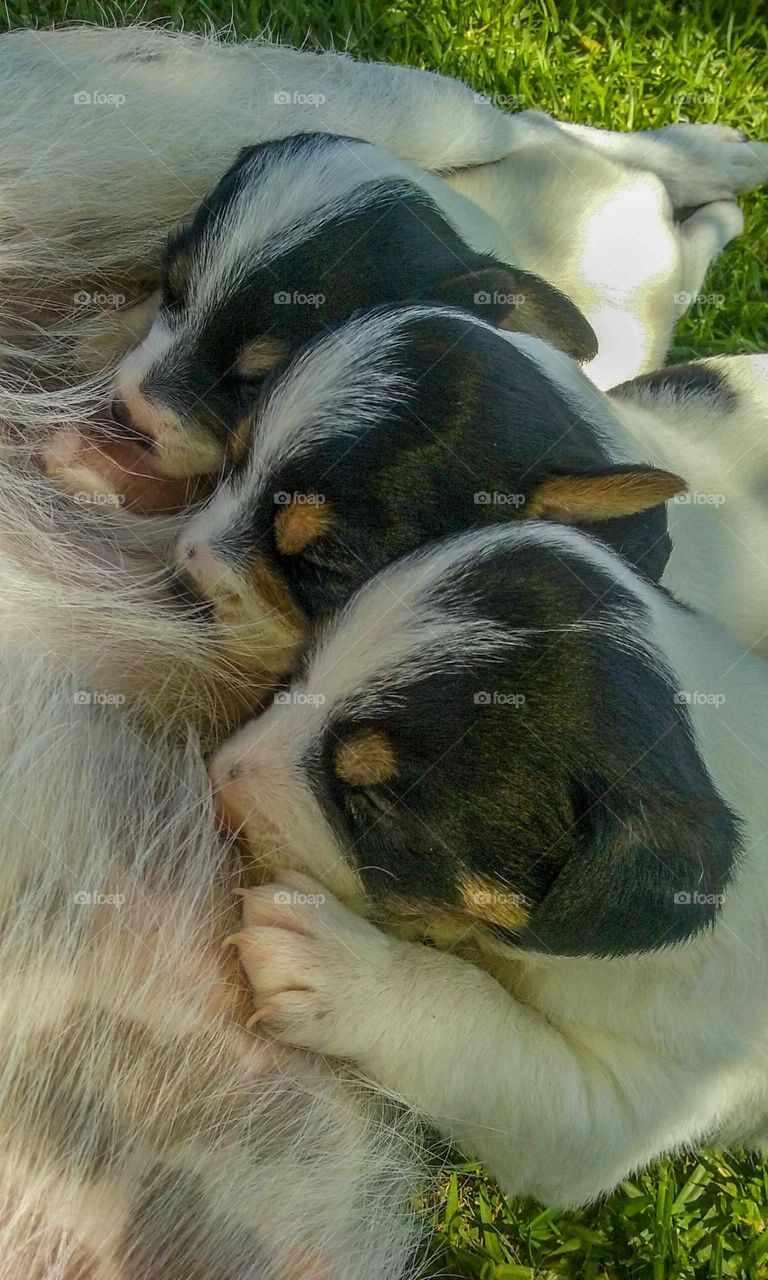 multiverse three Jack Russell pups drinking from there mother