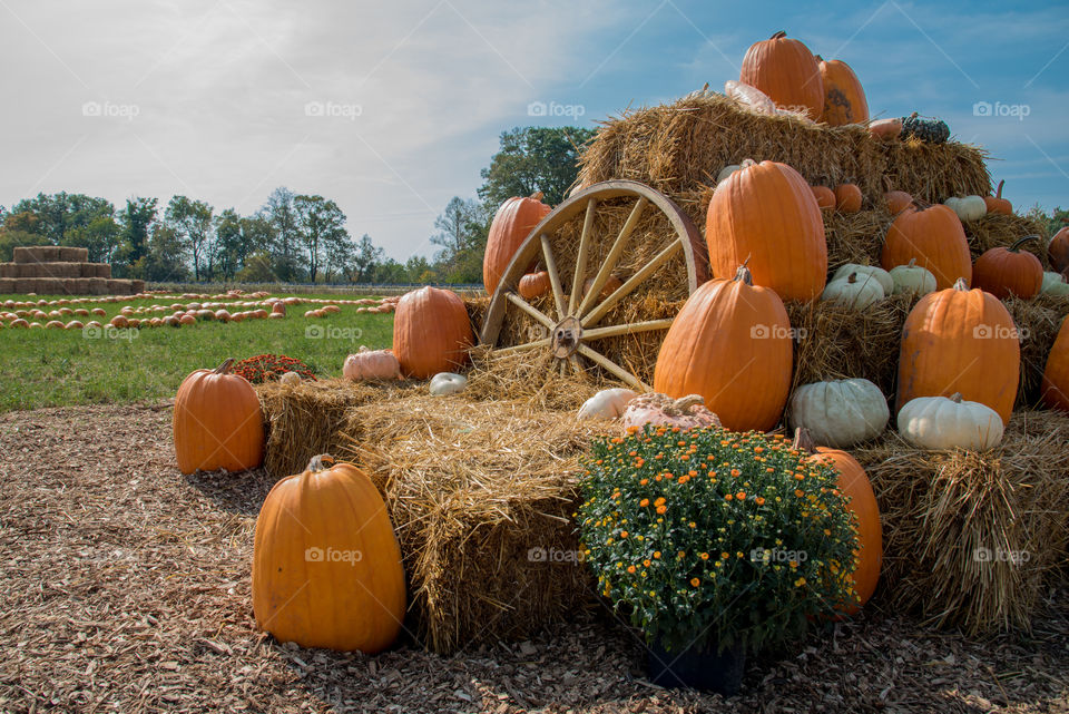 Pumpkin display on a farm in Minnesota