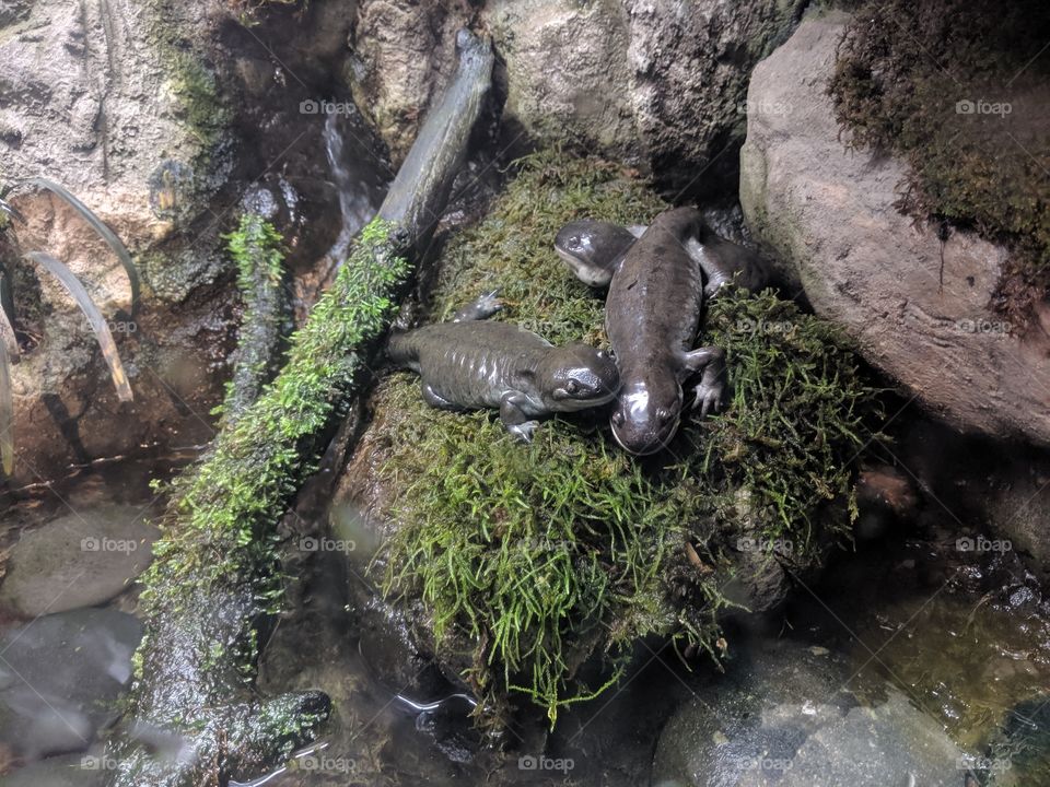 Slimy Green Salamanders