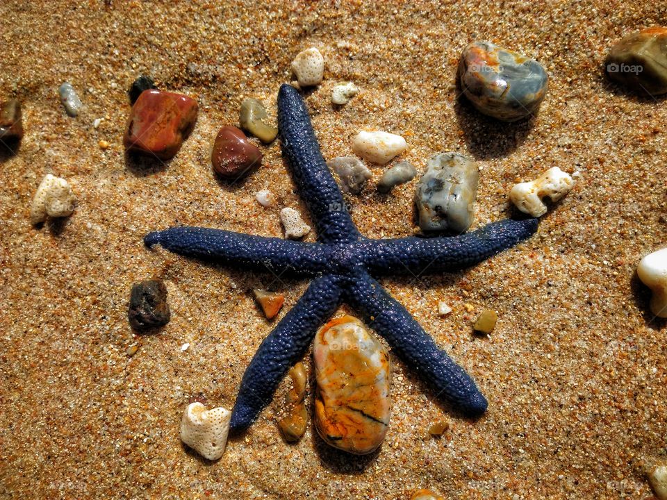 A unique starfish at the shore of Mararison Island in Antique, Philippines