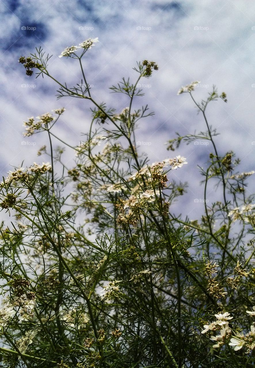 Flower Skyscape