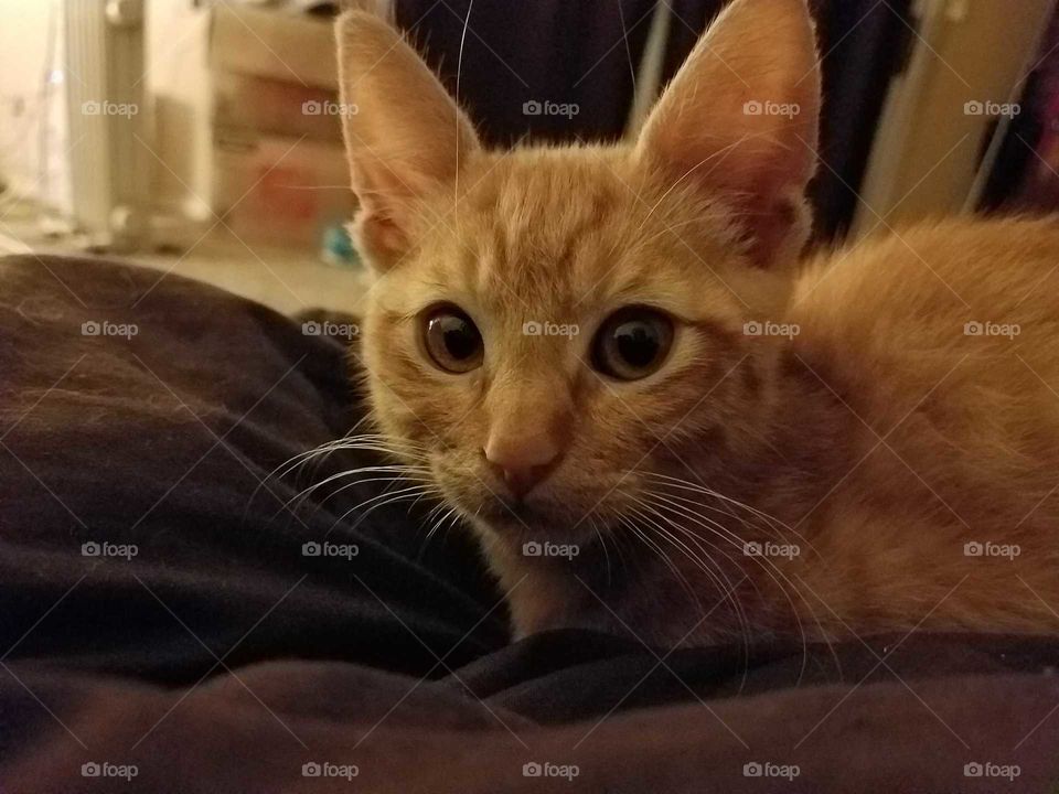 Carrot wide eyes as kitten