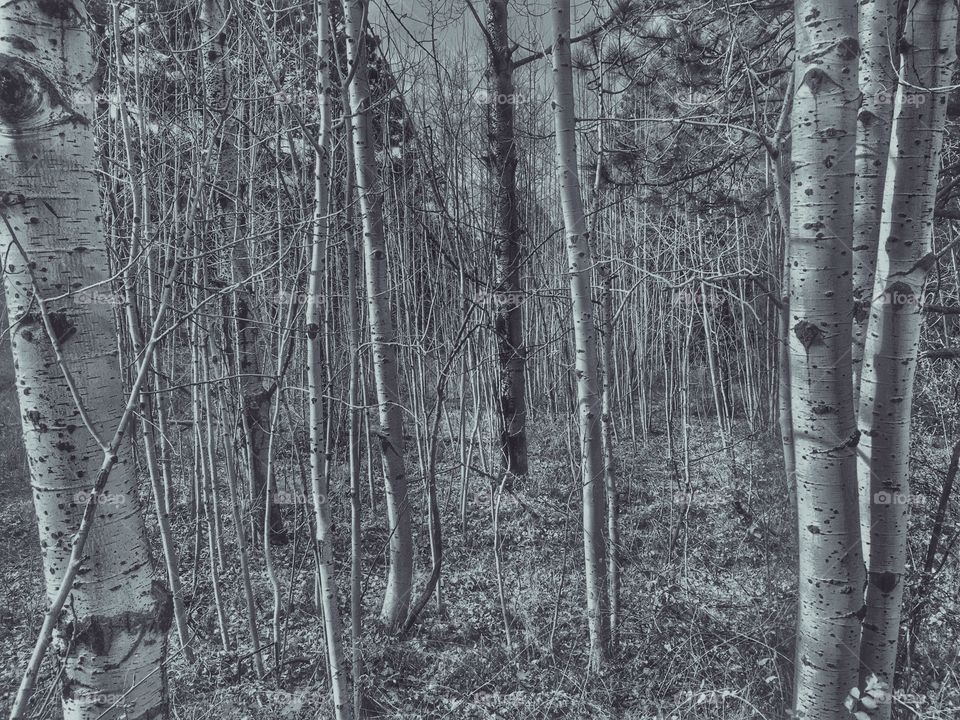 Wood, Tree, No Person, Nature, Landscape