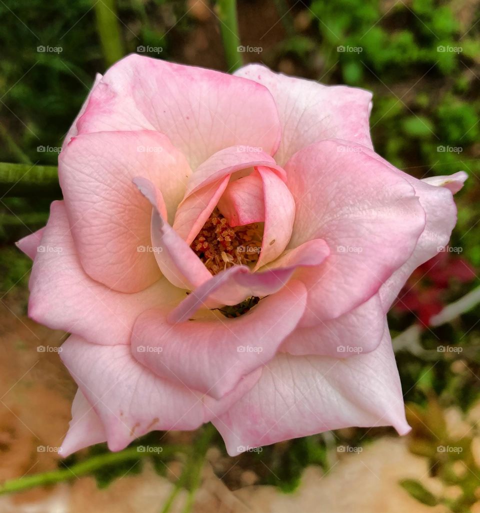 🌹 🇺🇸 Very beautiful flowers to brighten our day.  Live nature and its beauty. Did you like the delicate petals? / 🇧🇷 Flores muito bonitas para alegrar nosso dia. Viva a natureza e sua beleza. Gostaram das pétalas delicadas? 