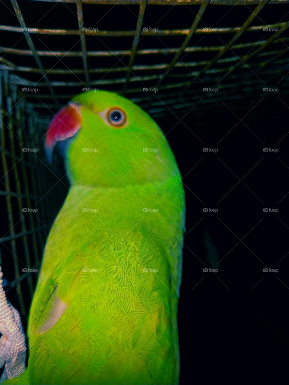 parrot