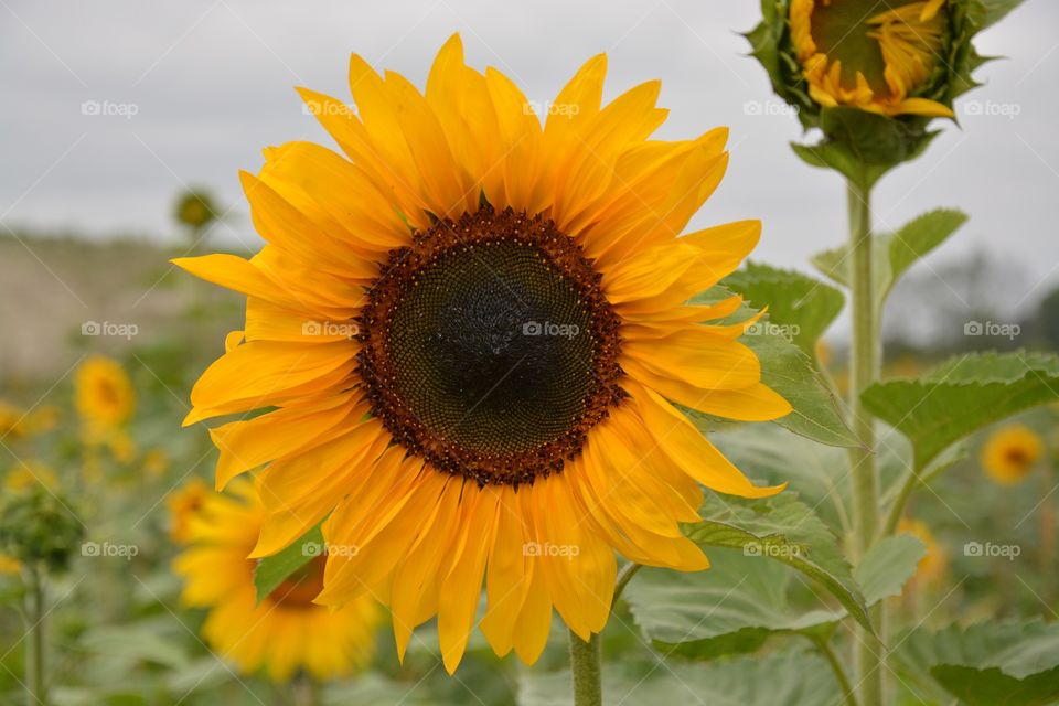 Sunflower