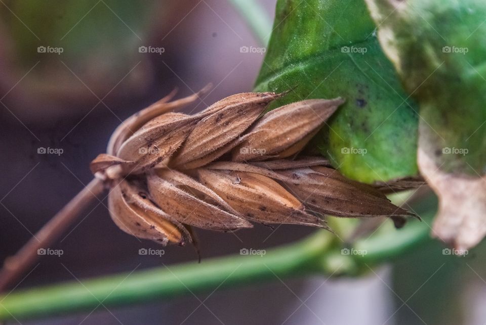 beautiful macro shot 