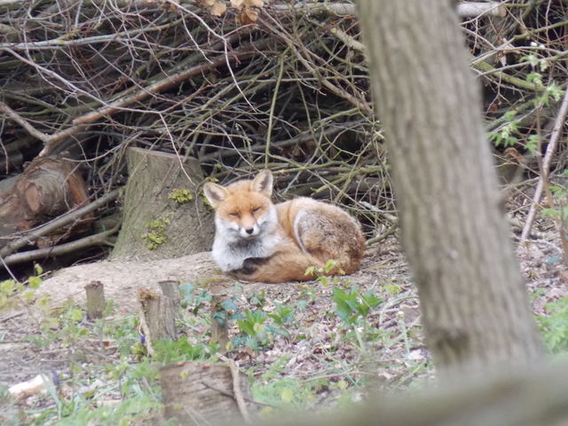 fox