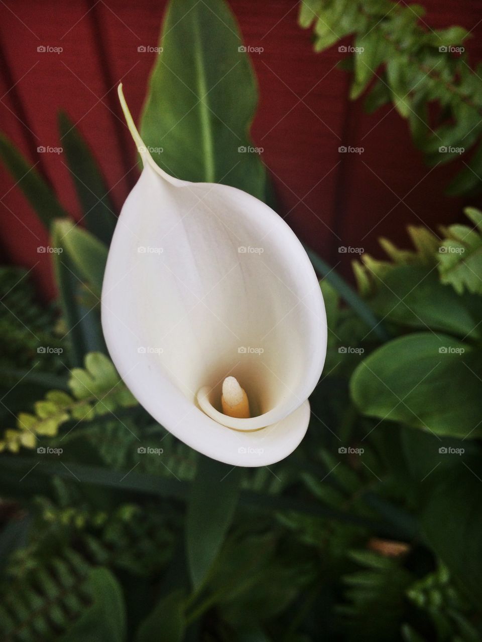 I'm amazed by the simple, yet striking, beauty of the Calla Lily 